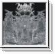 CRANIAL CARNAGE - Crown Of Impiety CD